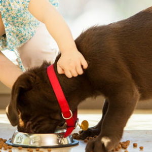 Foods for pet animals